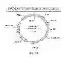 Fig. 15 - METHODS AND COMPOSITIONS FOR DETECTING PROMOTER ACTIVITY AND EXPRESSING FUSION PROTEINS