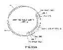 Fig. 157 - METHODS AND COMPOSITIONS FOR DETECTING PROMOTER ACTIVITY AND EXPRESSING FUSION PROTEINS