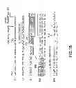Fig. 17 - METHODS AND COMPOSITIONS FOR DETECTING PROMOTER ACTIVITY AND EXPRESSING FUSION PROTEINS
