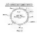 Fig. 19 - METHODS AND COMPOSITIONS FOR DETECTING PROMOTER ACTIVITY AND EXPRESSING FUSION PROTEINS