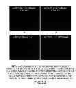 Fig. 24 - METHODS AND COMPOSITIONS FOR DETECTING PROMOTER ACTIVITY AND EXPRESSING FUSION PROTEINS