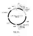 Fig. 30 - METHODS AND COMPOSITIONS FOR DETECTING PROMOTER ACTIVITY AND EXPRESSING FUSION PROTEINS