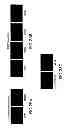 Fig. 32 - METHODS AND COMPOSITIONS FOR DETECTING PROMOTER ACTIVITY AND EXPRESSING FUSION PROTEINS