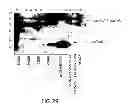 Fig. 33 - METHODS AND COMPOSITIONS FOR DETECTING PROMOTER ACTIVITY AND EXPRESSING FUSION PROTEINS