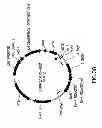Fig. 34 - METHODS AND COMPOSITIONS FOR DETECTING PROMOTER ACTIVITY AND EXPRESSING FUSION PROTEINS