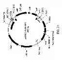 Fig. 35 - METHODS AND COMPOSITIONS FOR DETECTING PROMOTER ACTIVITY AND EXPRESSING FUSION PROTEINS