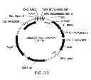 Fig. 37 - METHODS AND COMPOSITIONS FOR DETECTING PROMOTER ACTIVITY AND EXPRESSING FUSION PROTEINS