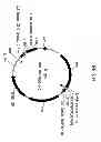 Fig. 40 - METHODS AND COMPOSITIONS FOR DETECTING PROMOTER ACTIVITY AND EXPRESSING FUSION PROTEINS