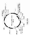 Fig. 41 - METHODS AND COMPOSITIONS FOR DETECTING PROMOTER ACTIVITY AND EXPRESSING FUSION PROTEINS