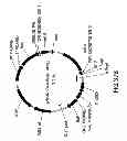Fig. 42 - METHODS AND COMPOSITIONS FOR DETECTING PROMOTER ACTIVITY AND EXPRESSING FUSION PROTEINS