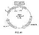 Fig. 46 - METHODS AND COMPOSITIONS FOR DETECTING PROMOTER ACTIVITY AND EXPRESSING FUSION PROTEINS