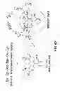 Fig. 47 - METHODS AND COMPOSITIONS FOR DETECTING PROMOTER ACTIVITY AND EXPRESSING FUSION PROTEINS