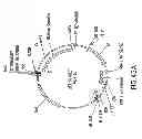 Fig. 48 - METHODS AND COMPOSITIONS FOR DETECTING PROMOTER ACTIVITY AND EXPRESSING FUSION PROTEINS