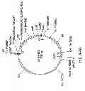 Fig. 61 - METHODS AND COMPOSITIONS FOR DETECTING PROMOTER ACTIVITY AND EXPRESSING FUSION PROTEINS