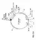 Fig. 77 - METHODS AND COMPOSITIONS FOR DETECTING PROMOTER ACTIVITY AND EXPRESSING FUSION PROTEINS