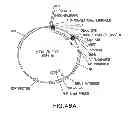 Fig. 90 - METHODS AND COMPOSITIONS FOR DETECTING PROMOTER ACTIVITY AND EXPRESSING FUSION PROTEINS
