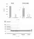 Fig. 06 - Nucleic acid purification