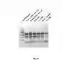 Fig. 09 - Nucleic acid purification