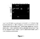 Fig. 02 - METHOD FOR ISOLATING DNA