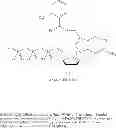 Fig. 70 - Nucleotides and nucleosides and methods for their use in DNA sequencing