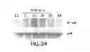Fig. 44 - Hemostatic compositions and therapeutic regimens