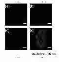 Fig. 04 - Fluorescent probes for detection of copper