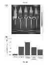 Fig. 05 - Fluorescent probes for detection of copper