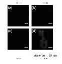 Fig. 09 - Fluorescent probes for detection of copper