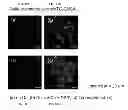 Fig. 19 - Fluorescent probes for detection of copper