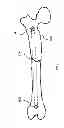Fig. 02 - Simulated bone or tissue manipulation
