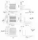 Fig. 07 - SYSTEM TO APPLY MECHANICAL AND PHYSIOLOGICAL THERAPEUTIC STRESS TO ANIMAL AND HUMAN TISSUE