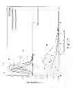 Fig. 19 - Web Material(s) For Absorbent Articles