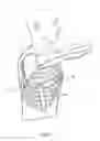 Fig. 03 - ELECTRICAL STIMULATION OF THE SYMPATHETIC NERVE CHAIN