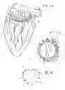 Fig. 08 - Sutureless anchoring device for cardiac valve prostheses