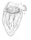 Fig. 01 - Sutureless anchoring device for cardiac valve prostheses