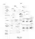 Fig. 16 - PEER-TO-PEER DATABASE