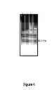 Fig. 07 - Pongamia Genetic Markers and Method of Use