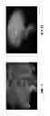 Fig. 12 - Highly Active Soybean Promoters and Uses Thereof