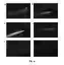 Fig. 14 - Highly Active Soybean Promoters and Uses Thereof