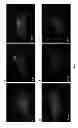 Fig. 17 - Highly Active Soybean Promoters and Uses Thereof