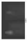 Fig. 22 - Highly Active Soybean Promoters and Uses Thereof
