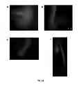 Fig. 23 - Highly Active Soybean Promoters and Uses Thereof