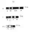 Fig. 02 - PUFA Polyketide Synthase Systems and Uses Thereof