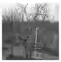 Fig. 01 - Apple tree named MAIA1