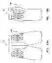 Fig. 23 - Garment with adjustable lacing arrangement