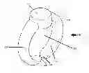 Fig. 01 - ADJUSTABLE RING