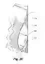 Fig. 07 - Covering for architectural opening including cell structures biased to open
