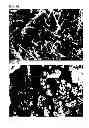 Fig. 04 - Nano wire and method for manufacturing the same