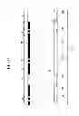Fig. 10 - Liquid crystal display including a variable width spacer element and method for fabricating the same