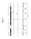 Fig. 12 - Liquid crystal display including a variable width spacer element and method for fabricating the same